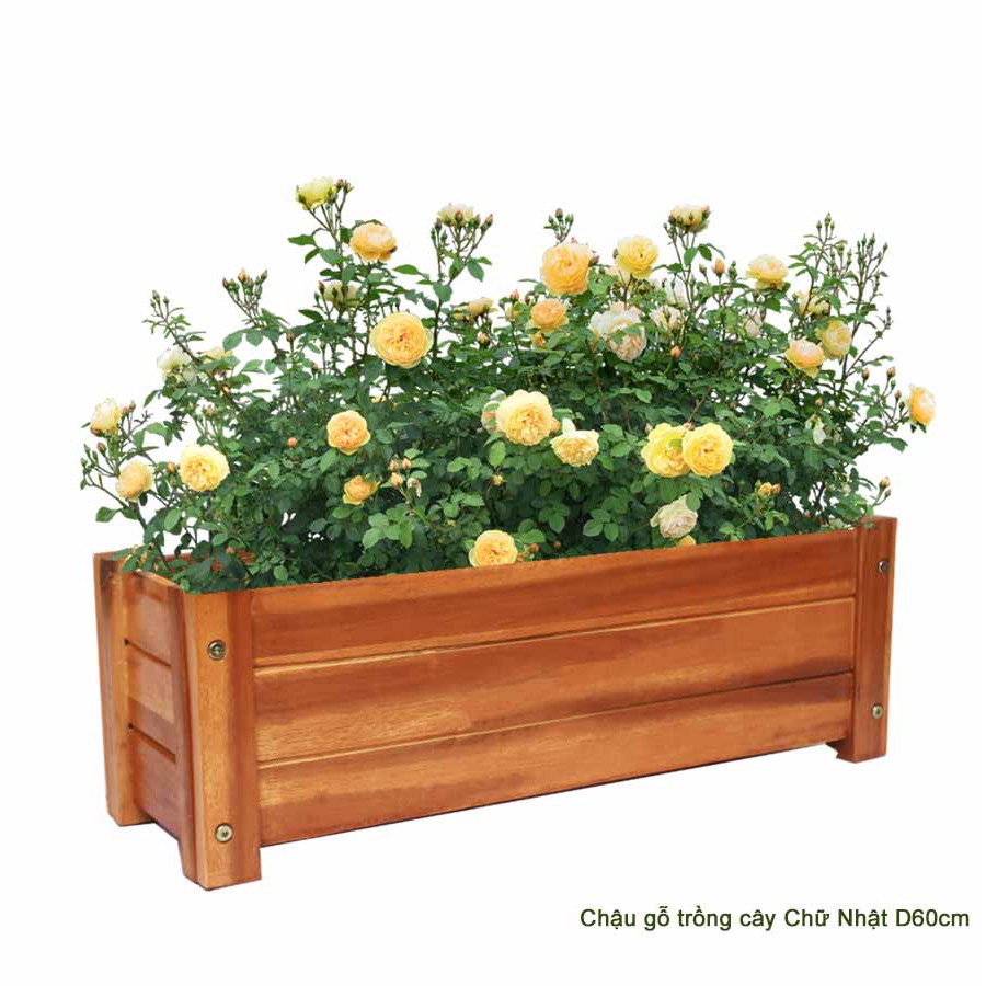 Chậu gỗ trồng cây, chữ nhật, D60xR22xC20cm, gỗ Tràm chịu nước, tặng 1 hộp dưỡng hoa tươi lâu |Greenhome