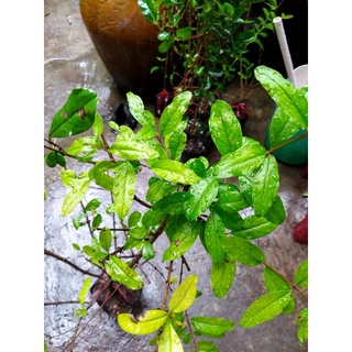 Cây Lựu Ấn Độ