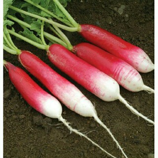 Hạt giống củ cải đỏ dài mỹ