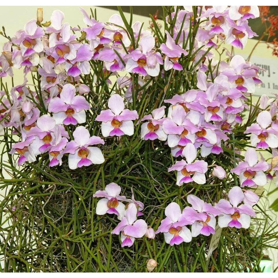Hoa Lan tổng hợp 8 món HOA TẾT