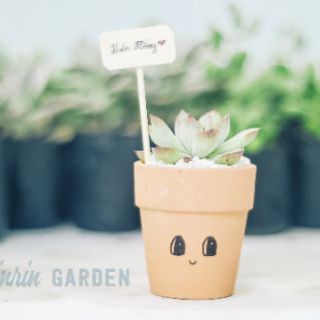 COMBO 10 CHẬU SEN ĐÁ + CHẬU ĐẤT NUNG