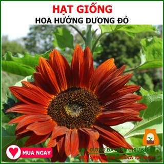 Hạt Giống Hoa Hướng Dương Đỏ 10 Hạt