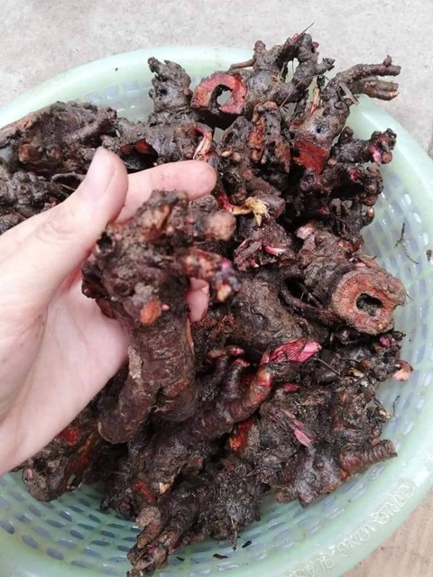 Củ mẫu đơn sỉ