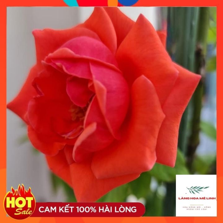 Hoa hồng cổ Tàu [🌼MÀU CAM - FORM TO ĐẸP 🌼] -  Một ưu điểm rất lớn của loài hoa này rất siêng hoa, ra hoa quanh năm.