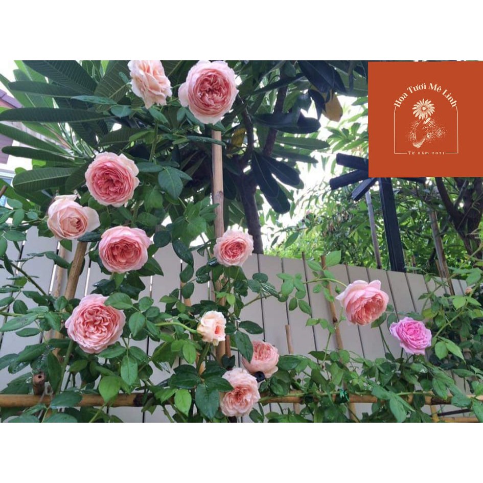 Hoa Hồng NGOẠI Abraham Darby (LEO ) Vẻ Đẹp Tinh Khiết -HoaTuoiMeLinh