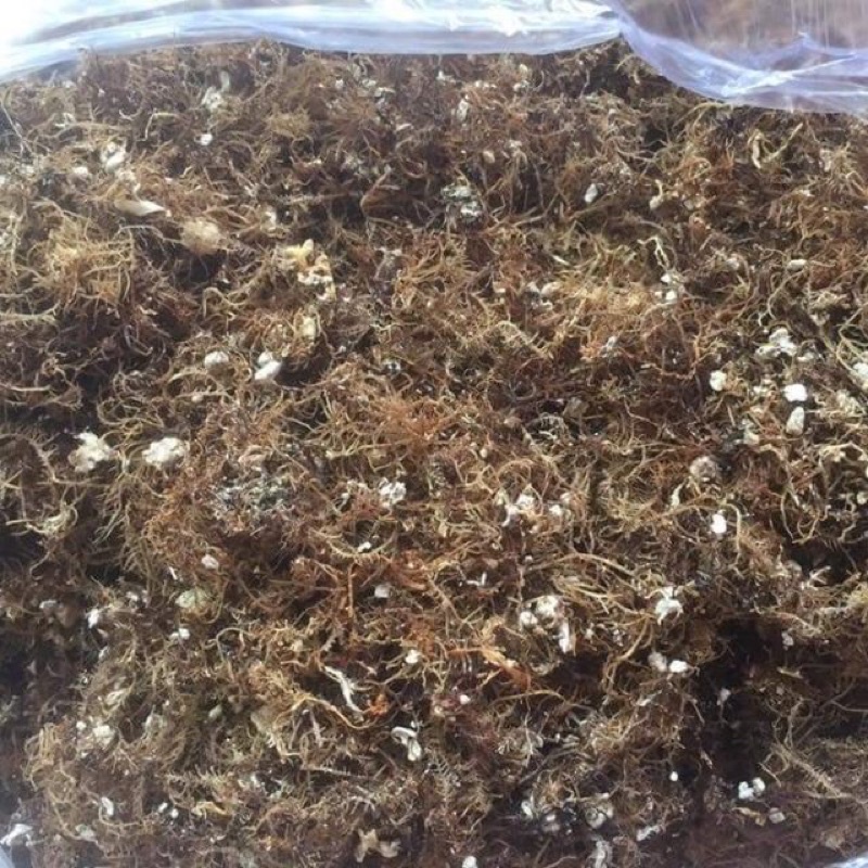 200 GRAM RONG BIỂN NẤU XU XOA LÝ  SƠN ĐẶC SẢN QUẢNG NGÃI