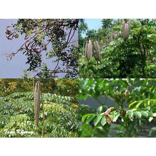 CÂY GIỐNG NÚC NÁC RỪNG