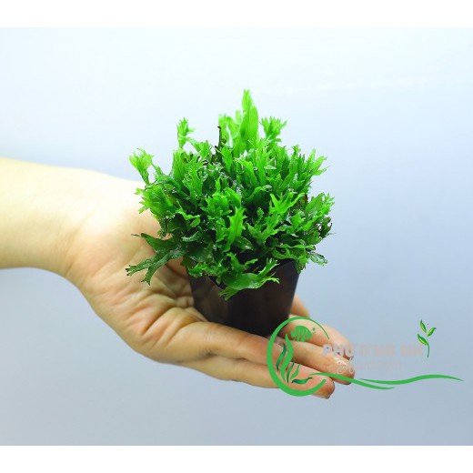 Dương xỉ sừng hươu