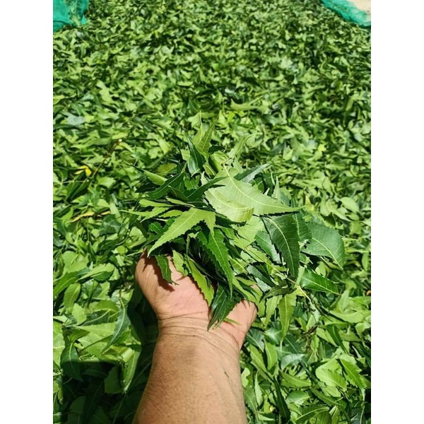 LÁ NEEM GỘI ĐẦU. 100GR