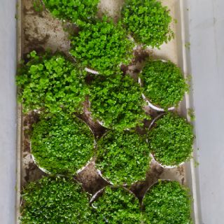 Cây thủy sinh Trân Châu
