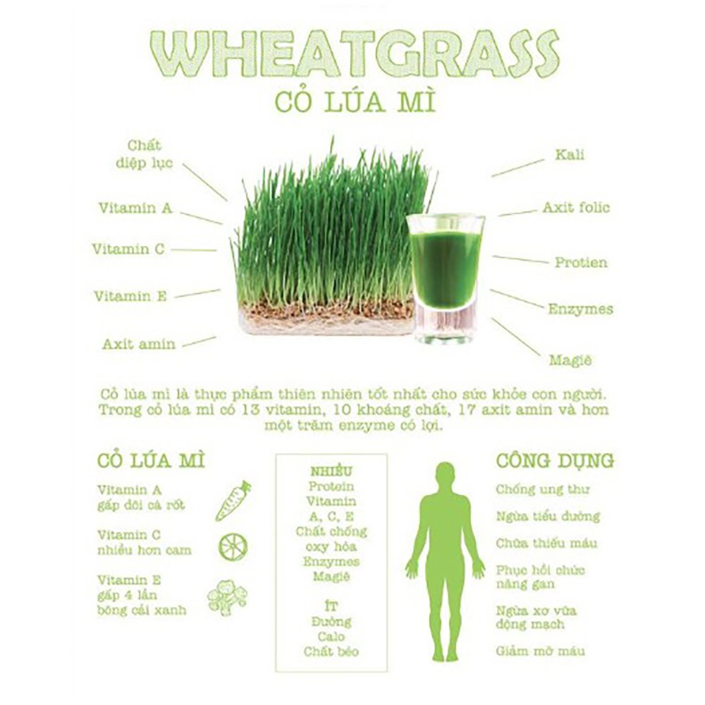 Bột cỏ lúa mì hữu cơ Dalahouse  - Tăng cường hệ miễn dịch, ngăn ngừa và hỗ trợ tiểu đường, giảm cân 50Gr