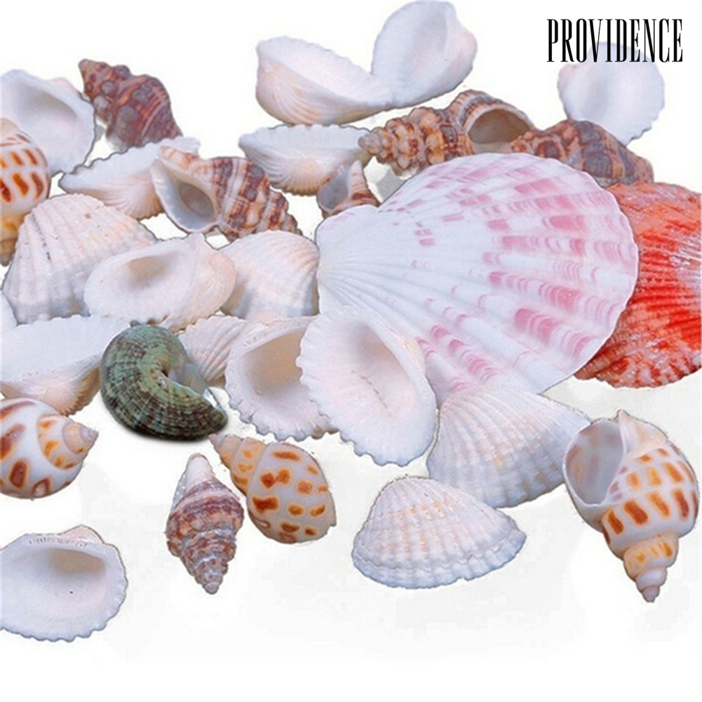 1 Túi 100g Vỏ Sò Sao Biển Dùng Để Trang Trí Bể Cá / Tiểu Cảnh