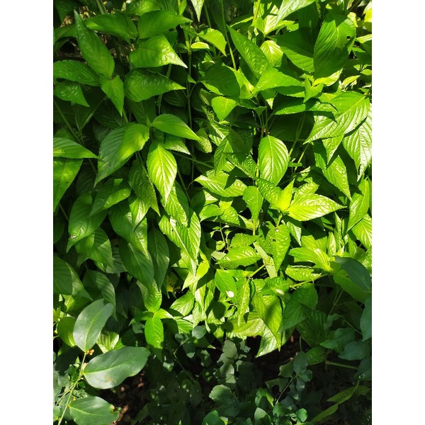 Lá cẩm tím thái tươi - 500g / tạo màu tự nhiên