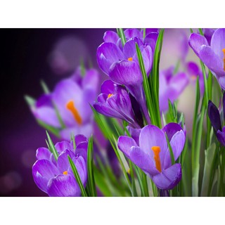 COM BO 4 Củ HOA NGHỆ TÂY-CỦ GIỐNG