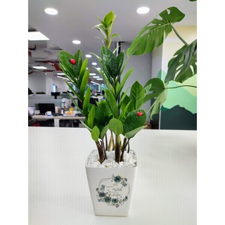 Chậu cây Kim Tiền để bàn (cây Kim Phát Tài)