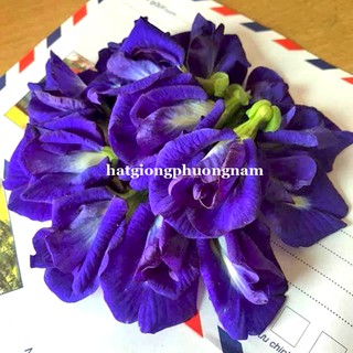 2 Gram - Hạt Giống Hoa Đậu Biếc Kép Phương Nam