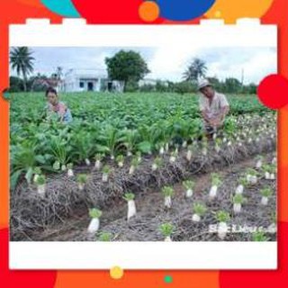 HẠT GIỐNG CỦ CẢI TUYỂN CAO SẢN