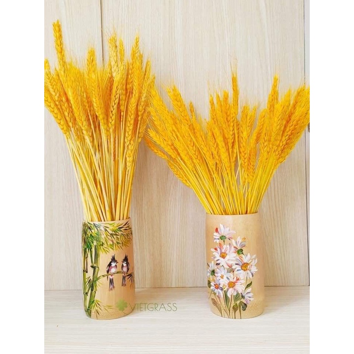 Bó 100 Bông Lúa Mạch Khô Decor Trang Trí Màu Vàng - Siêu Đẹp