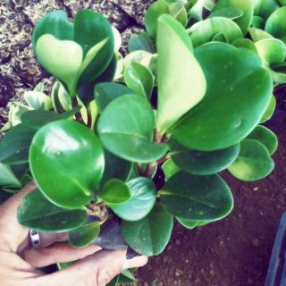 Trường sinh bầu nhỏ