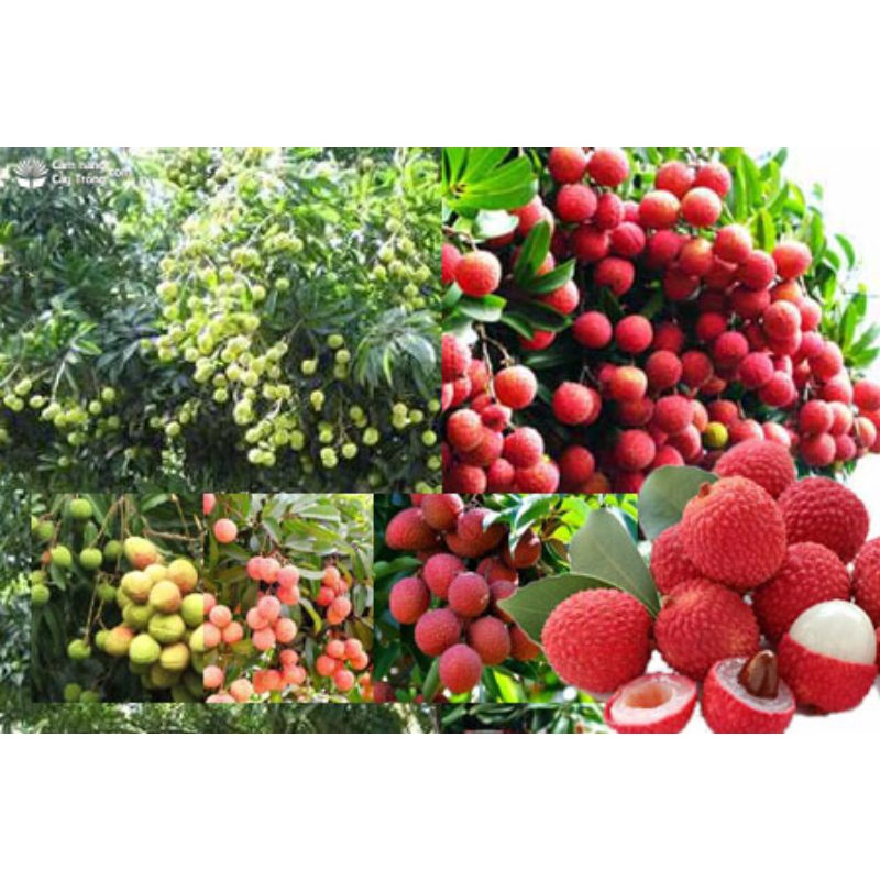 Phân bón Nutri Gold 15-30-15 . Tạo mầm hoa, kích ra hoa đồng loạt, ra rễ mạnh