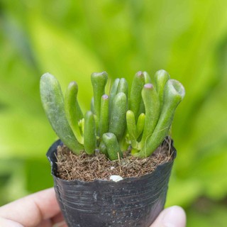 Sen đá ống điếu 5-7cm - Vườn sen đá