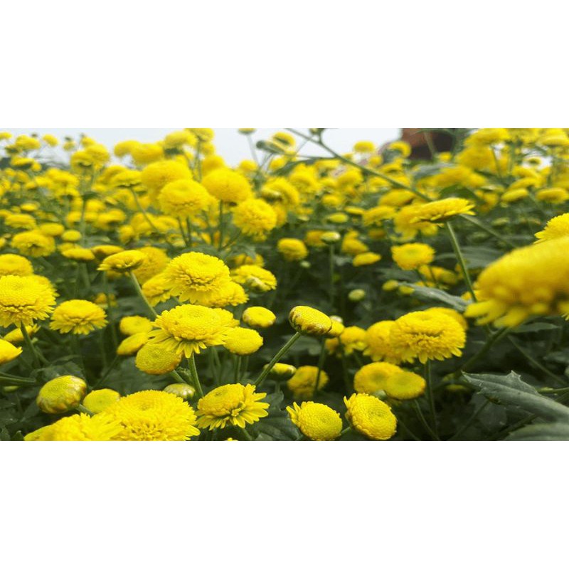 ( SIÊU RẺ ) Hạt giống hoa tiêu kim cúc ( cúc họa mi) vàng gói 1gr