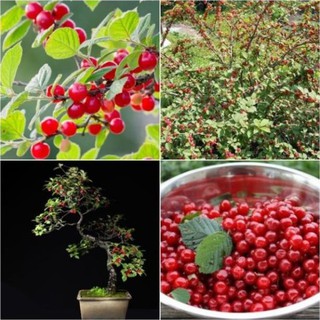 Hạt giống quả anh đào 5 hạt/ gói