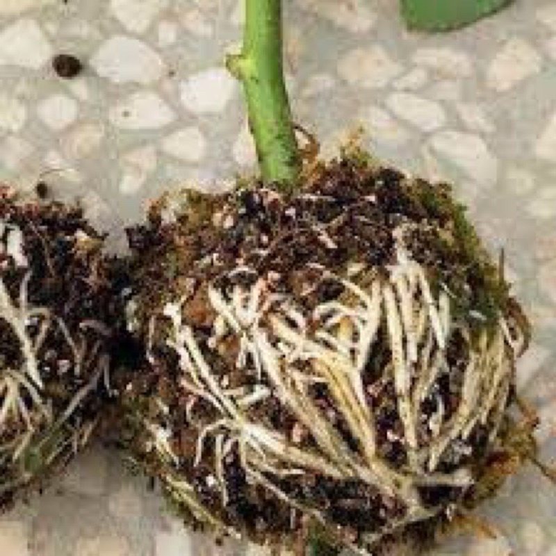 Combo 10 ống ROOT 999 siêu phục hồi cây, siêu kích thích ra rễ cực mạnh hàng đẹp chính hãng