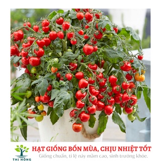 Hạt giống cà chua bi quả đỏ (quả đỏ mọng, ăn ngon, ngọt).