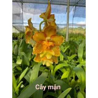 Vũ nữ các loại đang nụ đẹp (U ngà, ph.áo hoa, mèo đỏ,..)