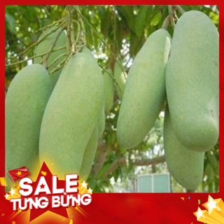 Cây giống xoài thái lan quả to cây ghép nhanh cho quả