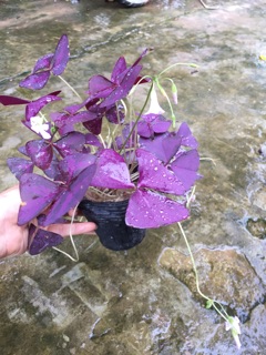 Hoa bướm đêm, oxalic