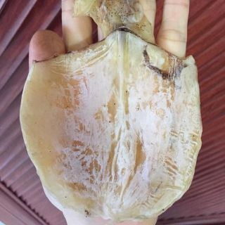Combo 11-13 con mực khô cỡ 4.5-5 ngón tay ~200g dày cơm, ngọt ngon