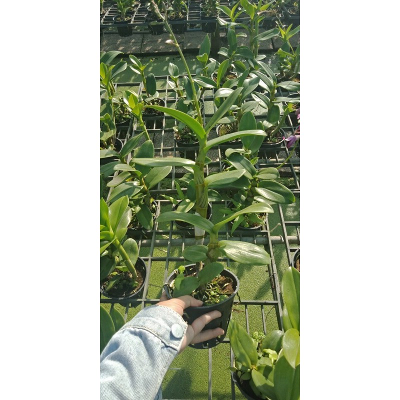 Hoa Lan Dendro Nắng Bò Tím Đang Nụ