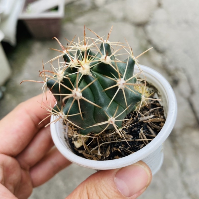 XƯƠNG RỒNG LƯỠI QUỶ ♥️