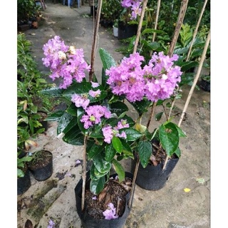 Chậu hoa bằng lăng thái chưa ra hoa ( cao 50-80cm )