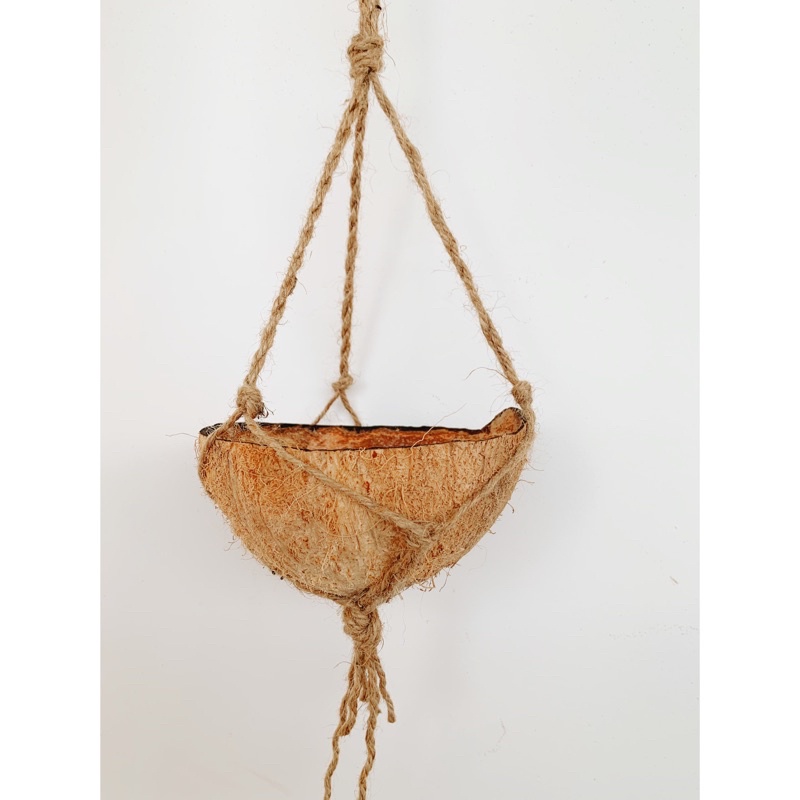 Chậu trồng cây gáo dừa treo decor