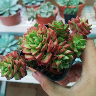 Sedeveria Letizia cổ thụ mini (to nhỏ tùy đợt)