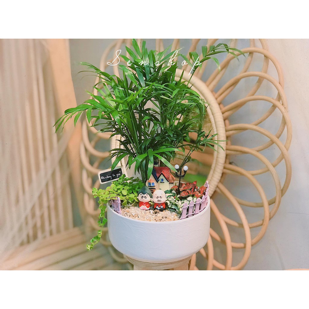 Cau tiểu trâm, may mắn, tài lộc .