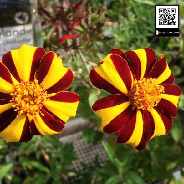 Hạt Giống Hoa Vạn Thọ Sọc (gói 150 hạt, tặng phân)