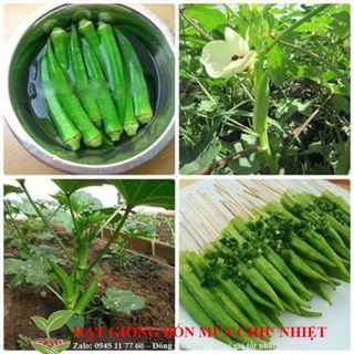 Hạt giống đậu bắp xanh - 10 hạt