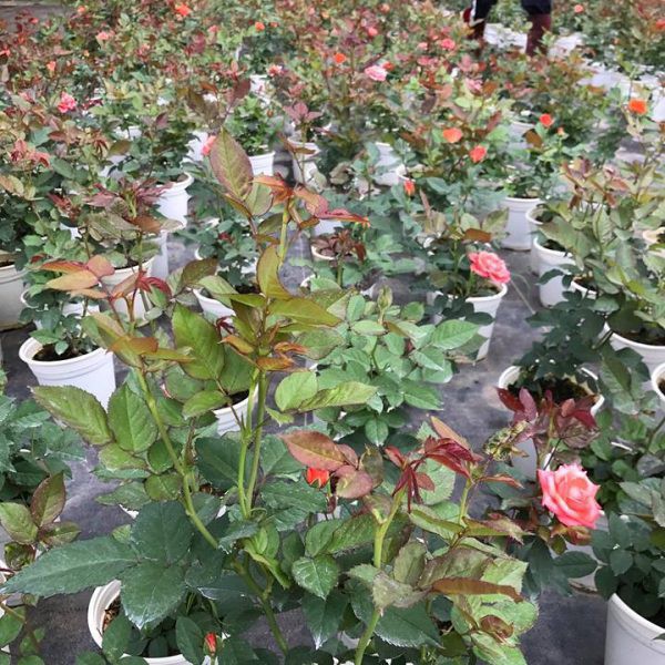 Gói 30 Hạt Giống Hồng Lùn Siêu Hoa Mix Màu