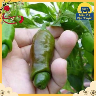 Hạt Giống Ớt Peter