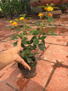 Hoa ngũ sắc