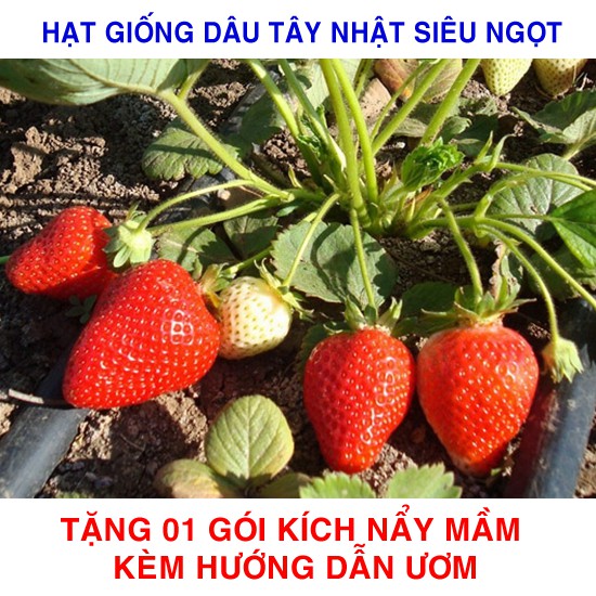 100 Hạt giống Dâu tây đỏ Nhật 