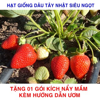 100 Hạt giống Dâu tây đỏ Nhật 