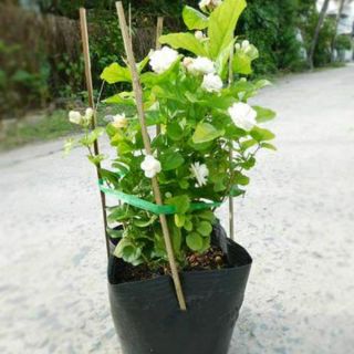 Cây Lài Tây , Lài Ta , Dành Dành