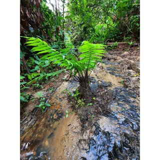 dương xỉ loại nhỏ cho sân vườn