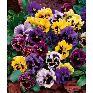 Hạt giống hoa Pansy nhún mix