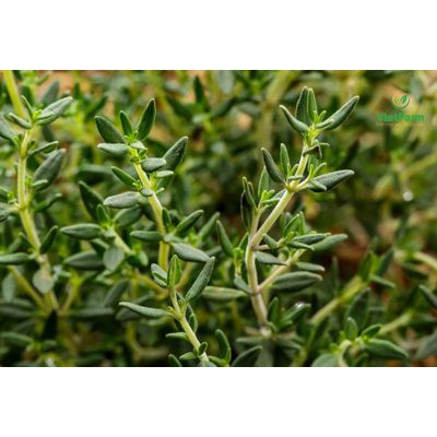 Lá xạ hương Ông Chà Và 150gram (Thyme)